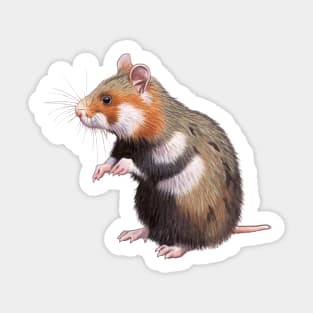 European hamster Sticker